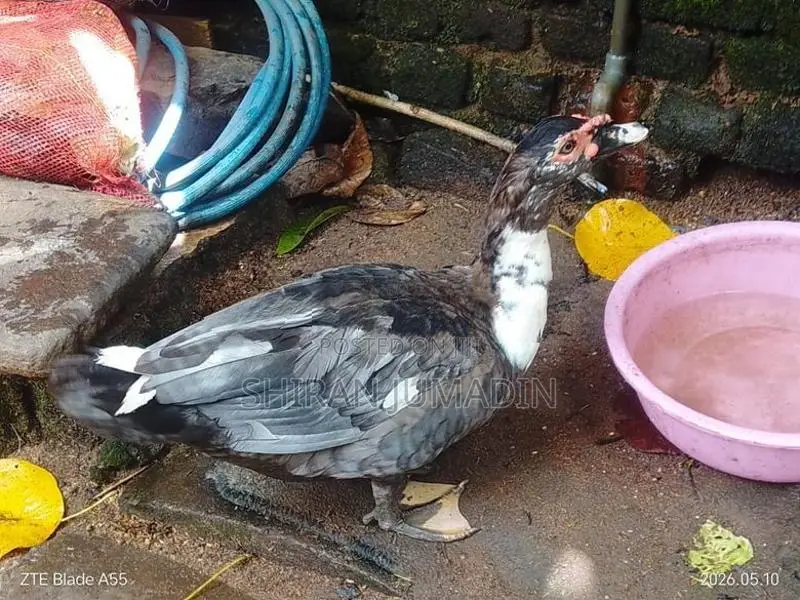 Moscovy Duck
