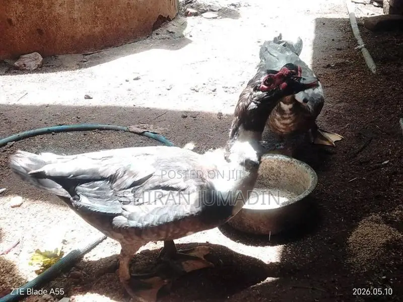 Moscovy Duck