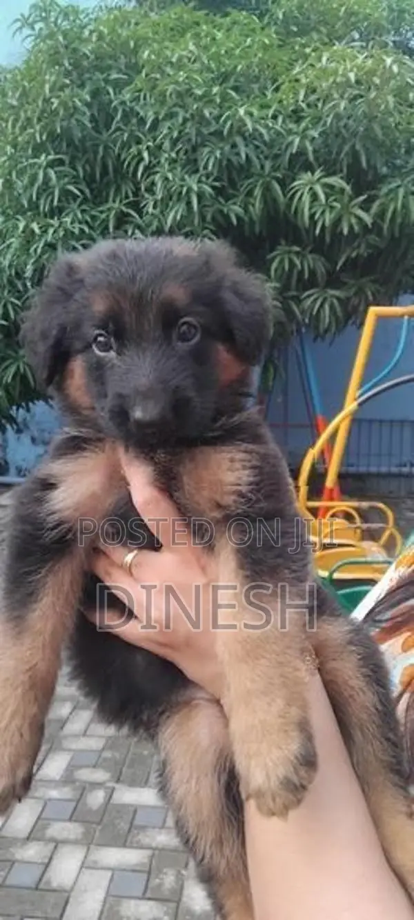 Lion Shepherd Long Coat