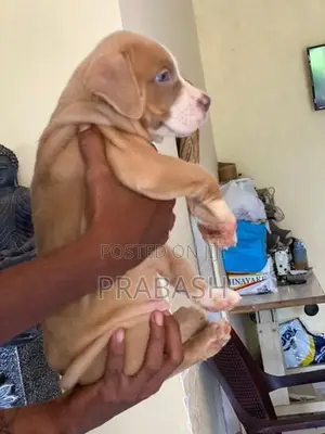 XL American Bull