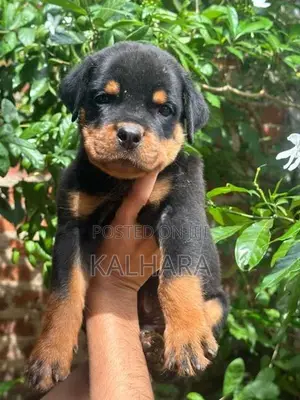 Rottweiler Puppies