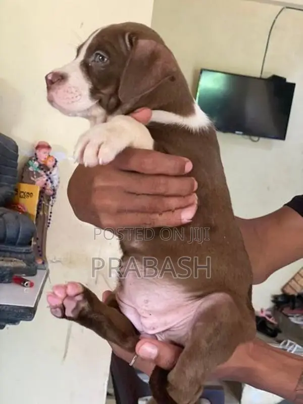 XL American Bull
