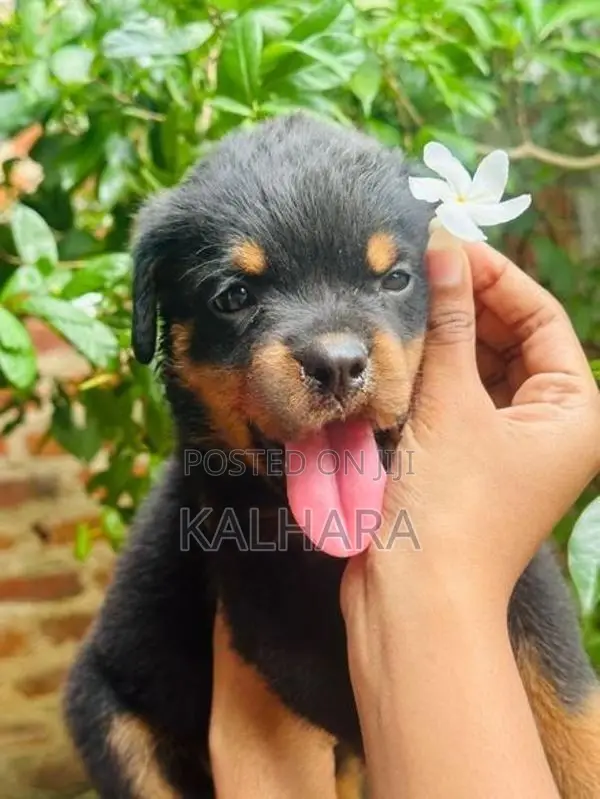 Rottweiler Puppies