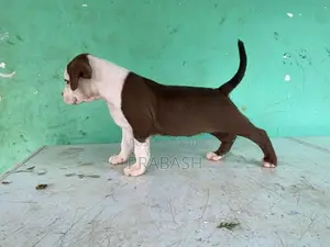 XL American Bull