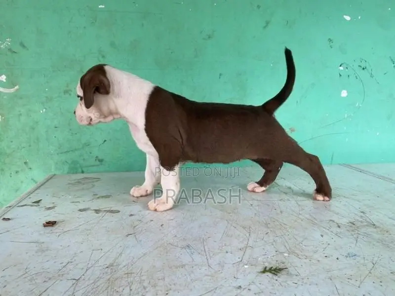 XL American Bull
