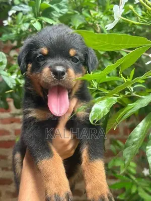 Rottweiler Puppies