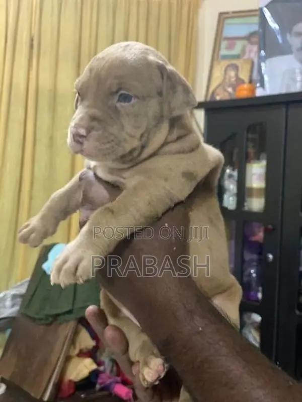 XL American Bull