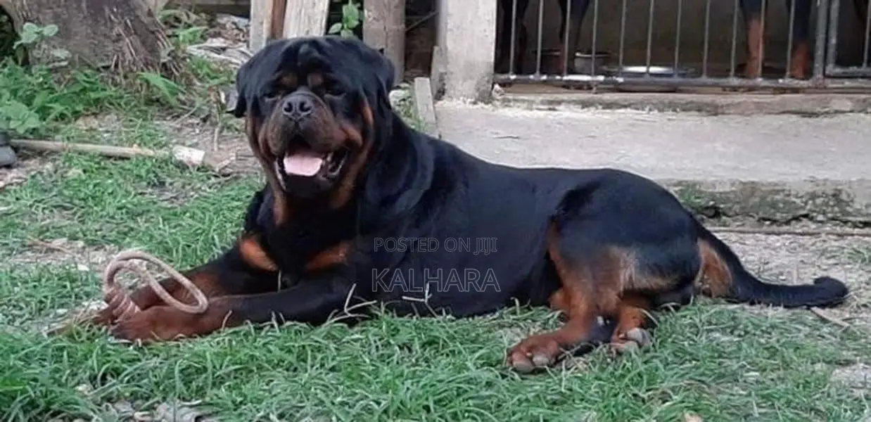 Rottweiler Puppies