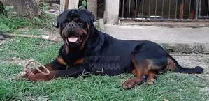 Rottweiler Puppies