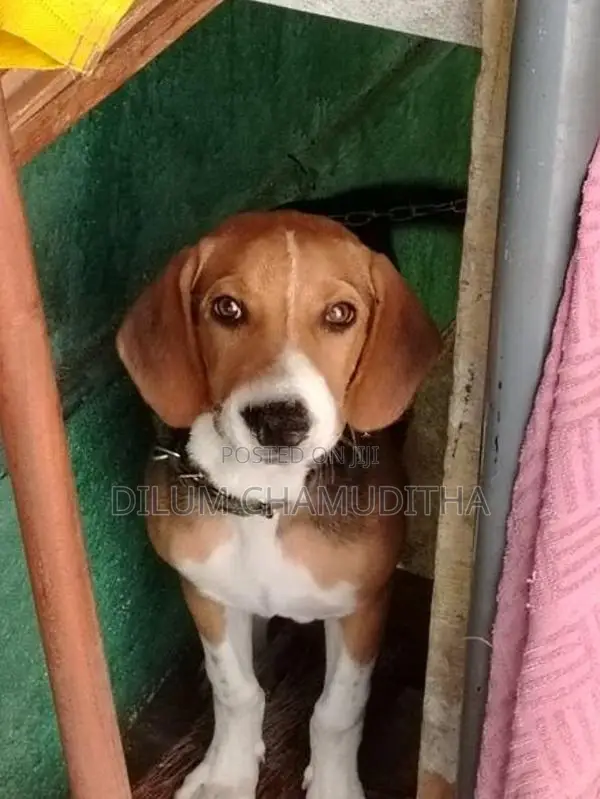 Beagle Puppy