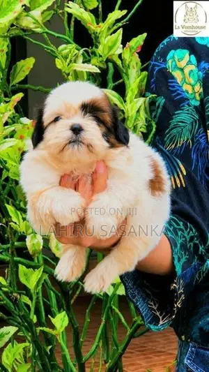 Shih Tzu Puppies