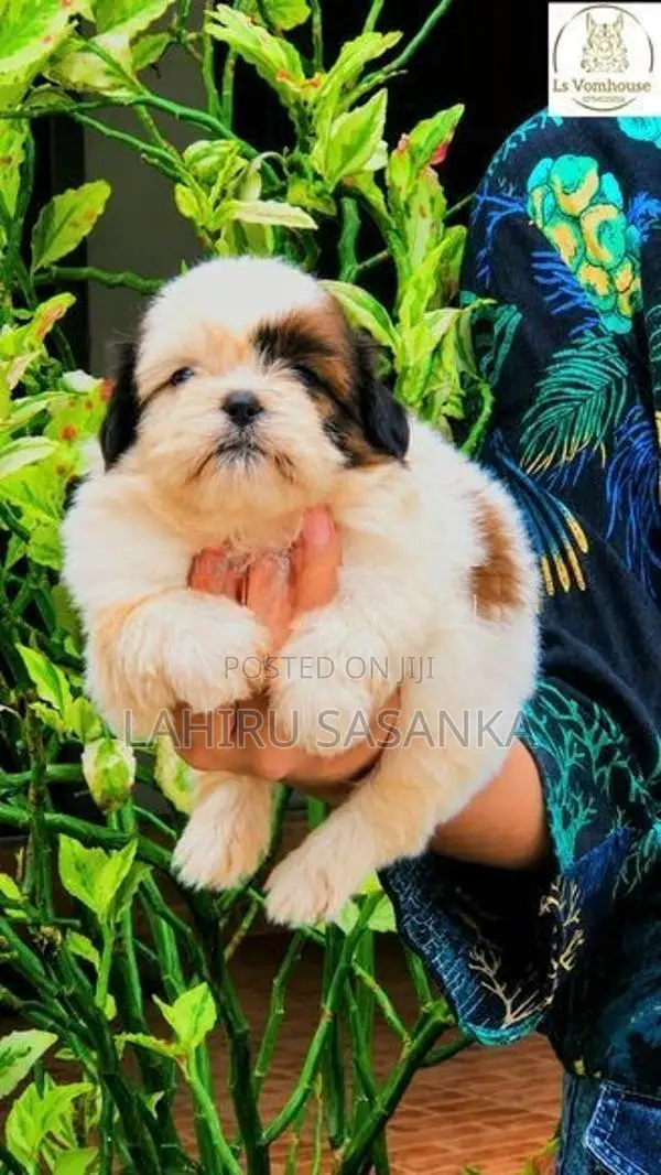 Shih Tzu Puppies
