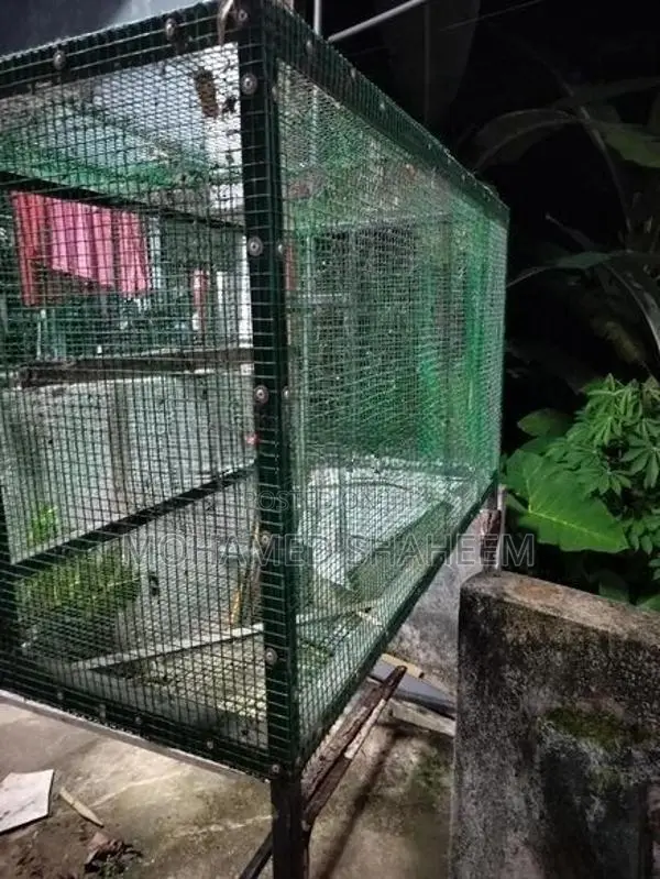Bird Cage
