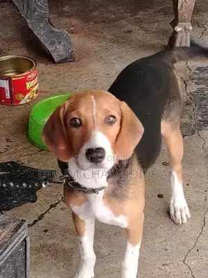 Beagle Puppy