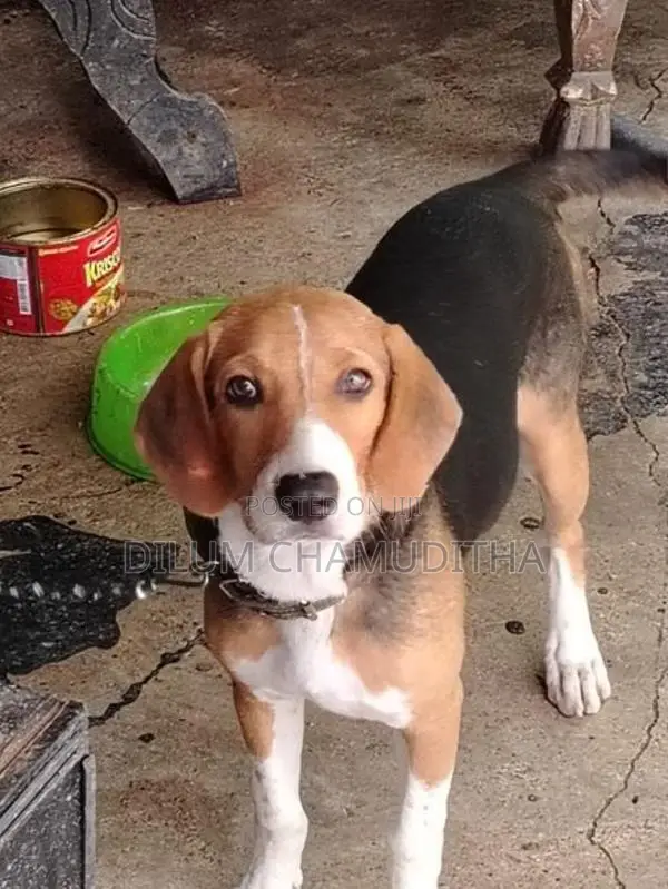 Beagle Puppy