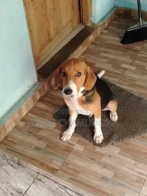 Beagle Puppy