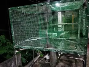 Bird Cage