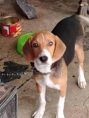 Beagle Puppy