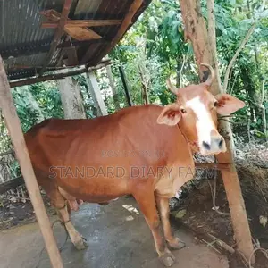 Milk Cows