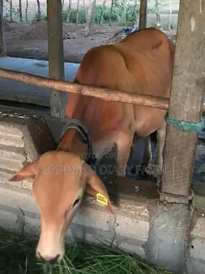 Milk Cows