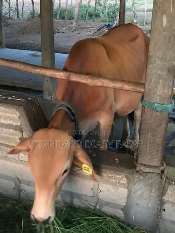 Milk Cows