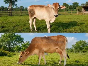 Milk Cows