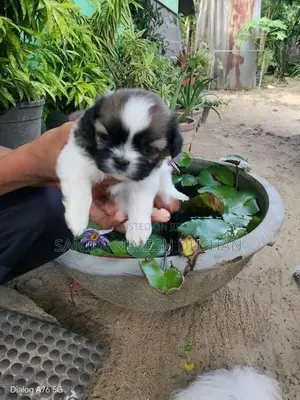 Shih Tzu Puppies