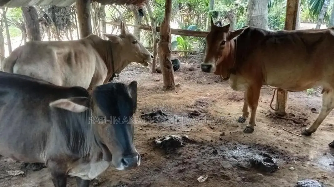 பசு மாடுகள்
