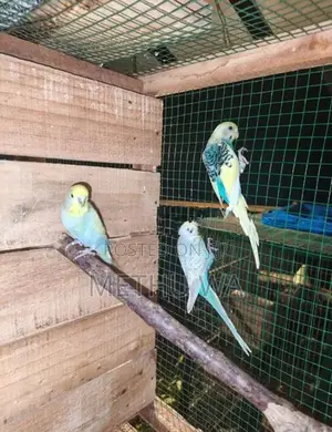 Budgies Breeding Pair