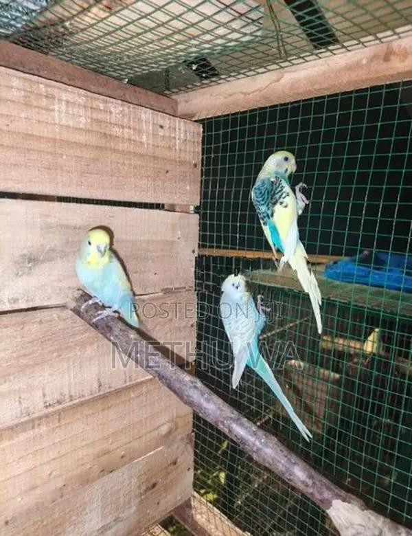 Budgies Breeding Pair