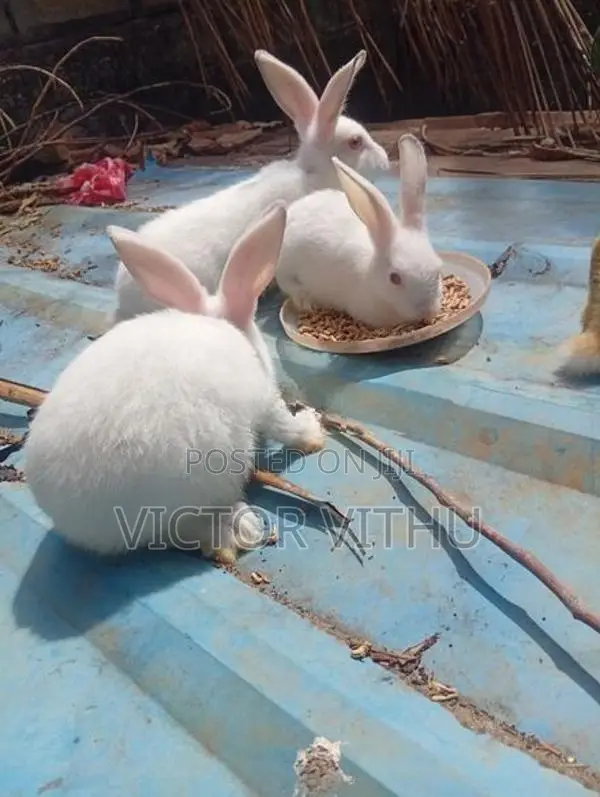 முயல் குட்டிகள்