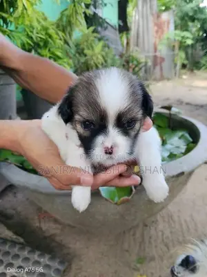 Shih Tzu Puppies