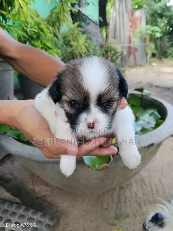 Shih Tzu Puppies