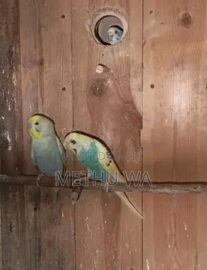 Budgies Breeding Pair