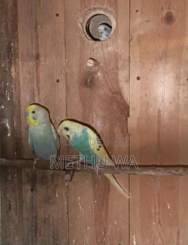 Budgies Breeding Pair