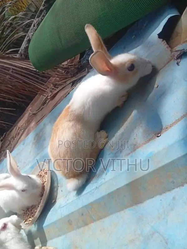 முயல் குட்டிகள்