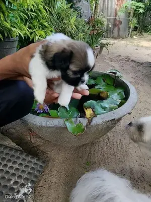 Shih Tzu Puppies
