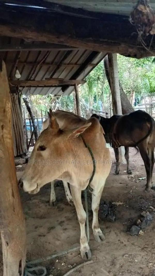பசு மாடுகள்