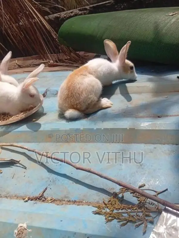 முயல் குட்டிகள்