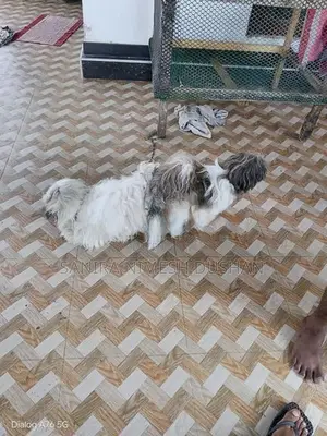 Shih Tzu Puppies