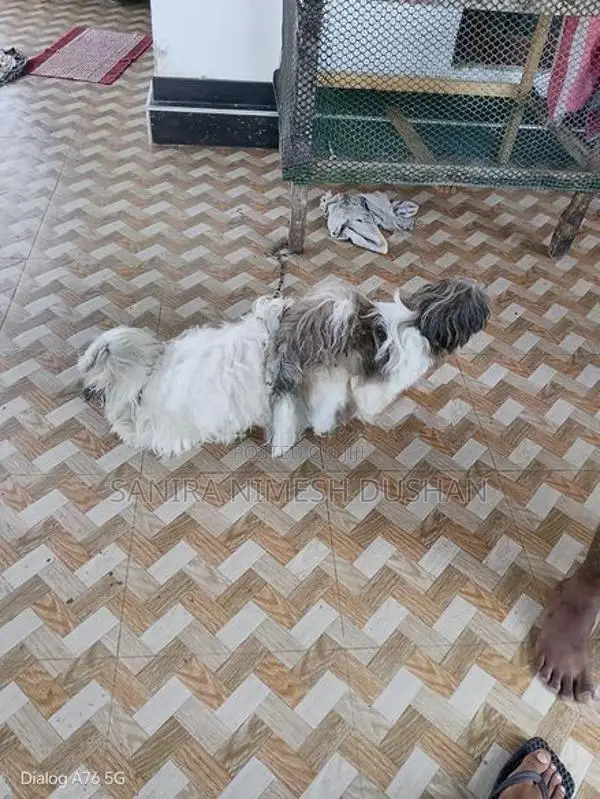 Shih Tzu Puppies