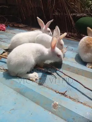 முயல் குட்டிகள்