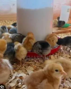 நாட்டுக்கோழி குஞ்சுகள்