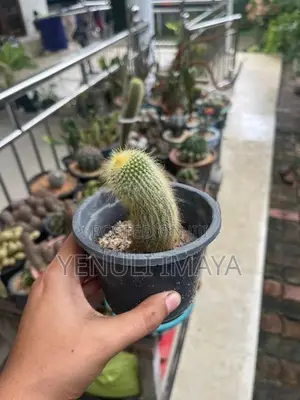Cactus Plants
