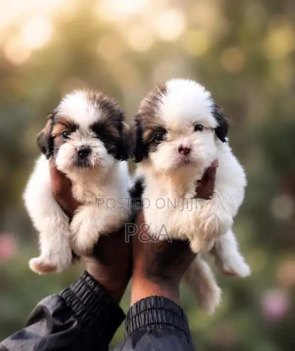 Shih Tzu Puppy
