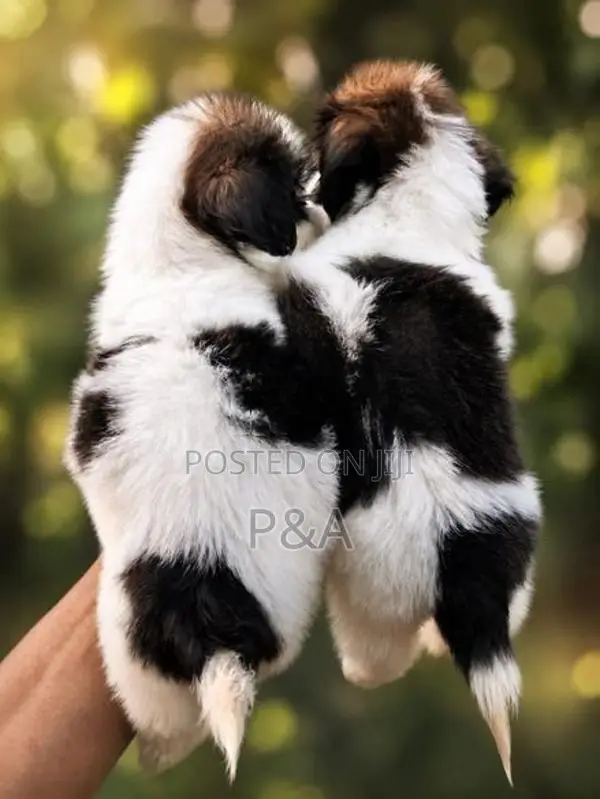 Shih Tzu Puppy