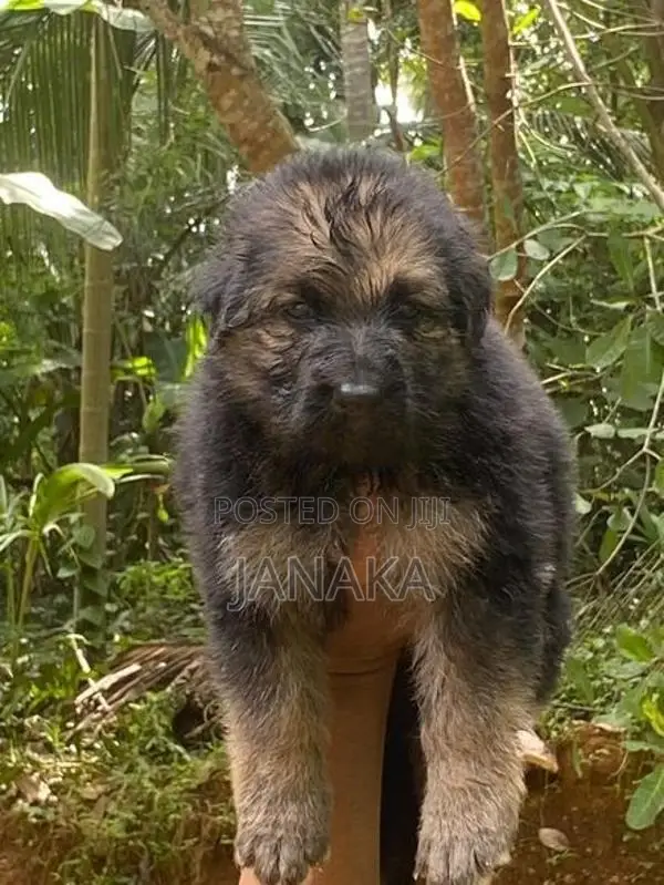 German Shepherd Long Coat Puppies