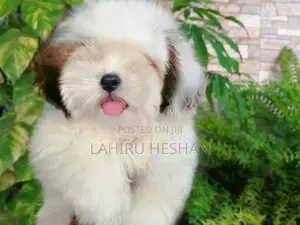 Shih Tzu Puppies