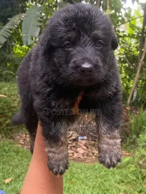 German Shepherd Long Coat Puppies