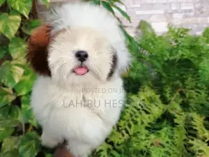 Shih Tzu Puppies